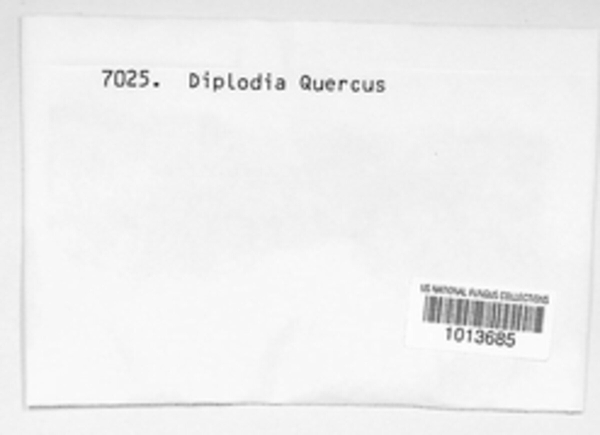 Botryosphaeria quercicola image